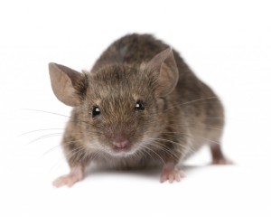 mice-1024x822
